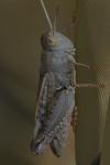 Calliptamus wattenwylianus