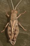 Calliptamus wattenwylianus