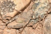 Oedipoda charpentieri