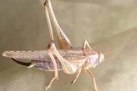 Platycleis albopunctata albopunctata