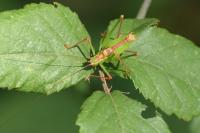 Leptophyes punctatissima
