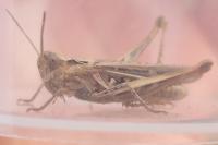 Chorthippus