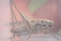 Tessellana tessellata