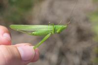 Ruspolia nitidula
