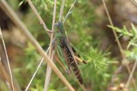 Locusta
