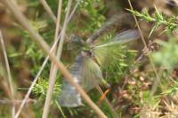 Locusta