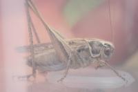 Tessellana tessellata