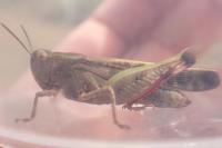 Aiolopus strepens