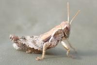 Pezotettix giornae