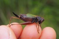 Zeuneriana abbreviata