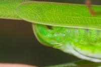 Phaneroptera falcata