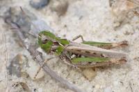 Myrmeleotettix maculatus