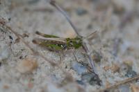 Myrmeleotettix maculatus