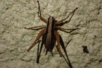 Yersinella raymondii