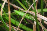 Ruspolia nitidula