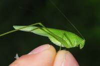 Phaneroptera nana