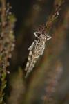 Oedaleus decorus