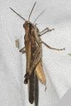 Aiolopus puissanti