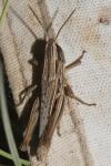 Euchorthippus elegantulus