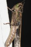 Aiolopus puissanti