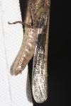 Aiolopus puissanti