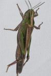 Aiolopus puissanti