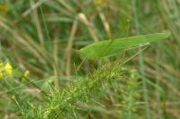 Phaneroptera falcata