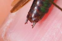 Conocephalus fuscus