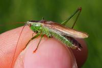 Conocephalus fuscus