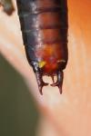 Conocephalus dorsalis