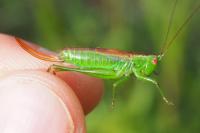 Conocephalus dorsalis