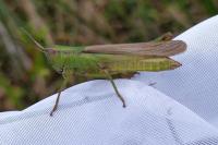 Mecostethus parapleurus