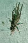 Eumodicogryllus bordigalensis