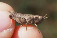 Pezotettix giornae