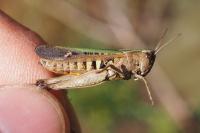 Omocestus rufipes