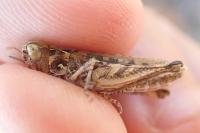 Dociostaurus jagoi occidentalis