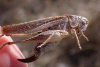 Platycleis sabulosa