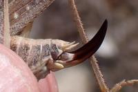 Platycleis sabulosa