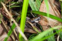 Rhacocleis poneli
