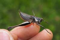 Rhacocleis poneli