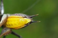 Rhacocleis poneli