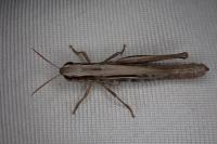 Euchorthippus elegantulus