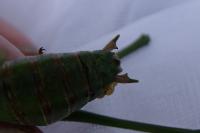 Decticus verrucivorus