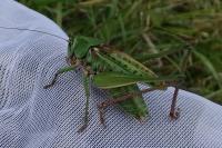 Decticus verrucivorus