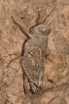 Calliptamus wattenwylianus
