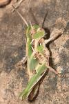 Oedaleus decorus