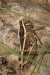 Calliptamus wattenwylianus