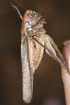 Platycleis