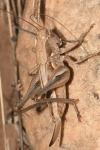 Platycleis