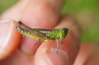 Pseudochorthippus parallelus